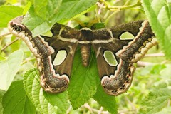 Rothschildia cinctus