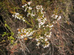 Erica fuscescens