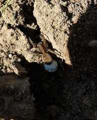 Lycosidae