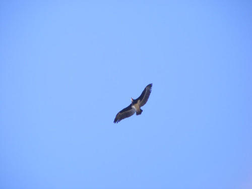 Trigonoceps occipitalis