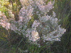 Erica fuscescens