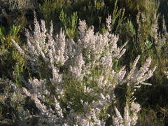 Erica fuscescens