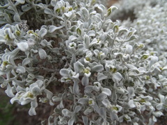 Cratystylis conocephala