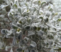 Cratystylis conocephala
