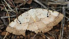 Hypopyra africana