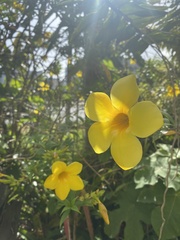 Allamanda cathartica