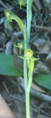 Habenaria arenaria