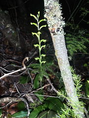 Habenaria arenaria