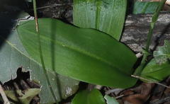 Habenaria arenaria
