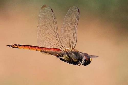 Wandering glider
