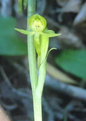 Habenaria arenaria