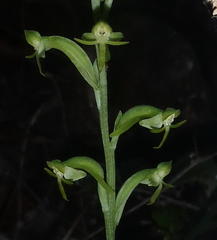 Habenaria arenaria