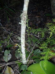 Habenaria arenaria