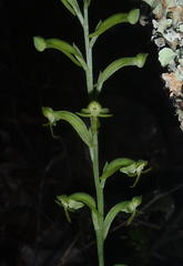 Habenaria arenaria
