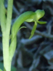 Habenaria arenaria