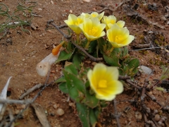 Moraea luteoalba