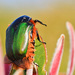 Scarabaeidae - Photo (c) magriet b, μερικά δικαιώματα διατηρούνται (CC BY-SA)
