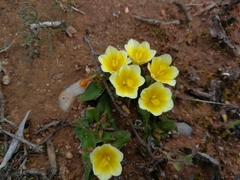 Moraea luteoalba
