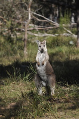 Osphranter robustus robustus