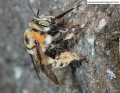 Anthophora deserticola