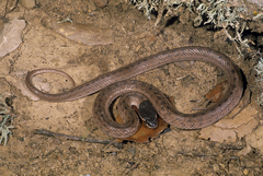 Macroprotodon abubakeri