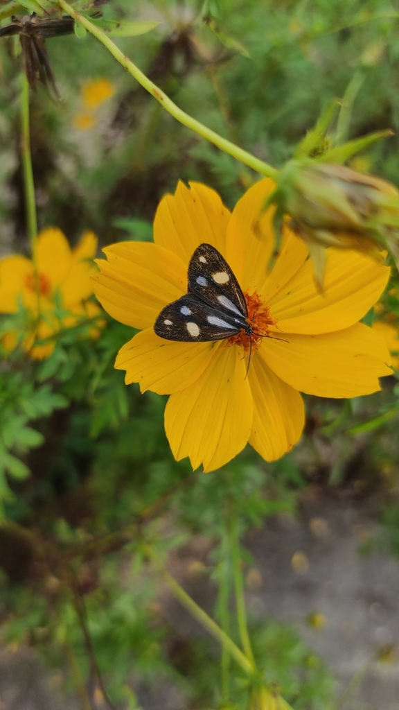 Tithraustes noctiluces