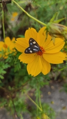 Tithraustes noctiluces