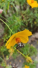 Tithraustes noctiluces