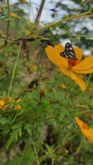 Tithraustes noctiluces