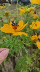 Tithraustes noctiluces