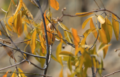 Pristimera longipetiolata