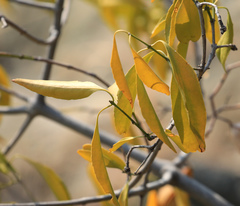 Pristimera longipetiolata