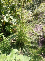 Cirsium nivale