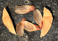 Pristimera longipetiolata