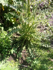 Cirsium nivale