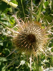 Cirsium nivale