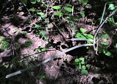 Peniocereus viperinus