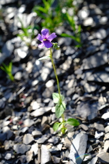 Nemesia leipoldtii