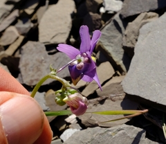 Nemesia leipoldtii