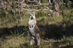 Osphranter robustus robustus