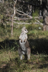 Osphranter robustus robustus