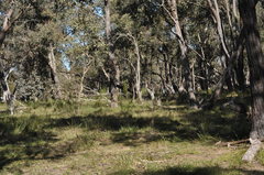 Osphranter robustus robustus