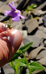 Nemesia leipoldtii