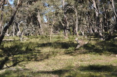 Osphranter robustus robustus