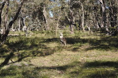 Osphranter robustus robustus