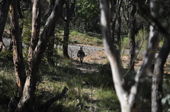 Osphranter robustus robustus