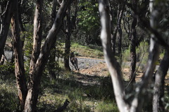 Osphranter robustus robustus