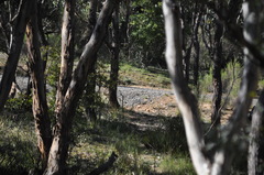 Osphranter robustus robustus