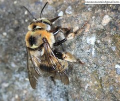 Anthophora deserticola