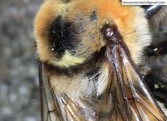 Anthophora deserticola